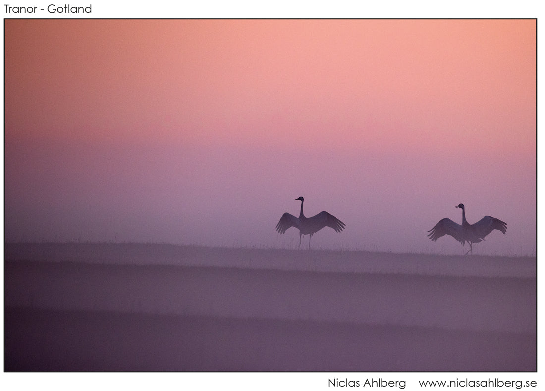 Synchronized cranes