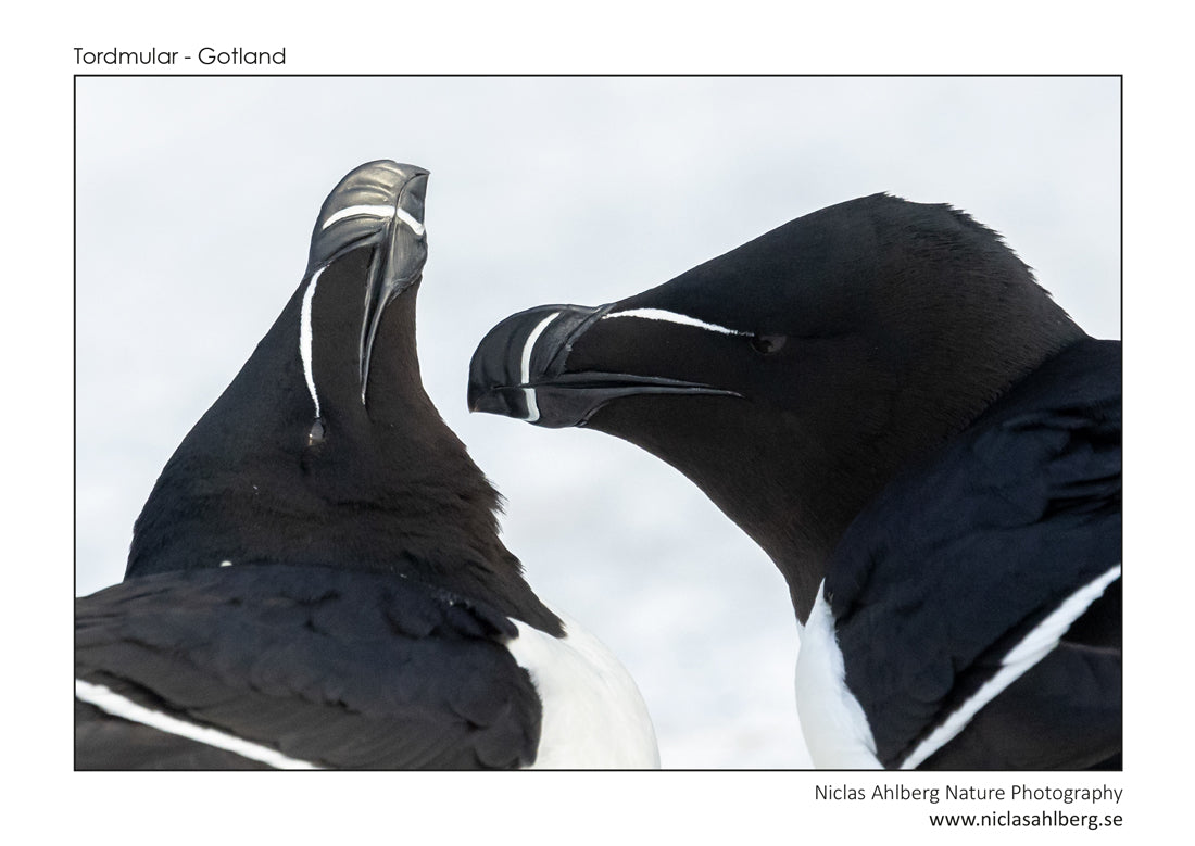 Graphic razorbills