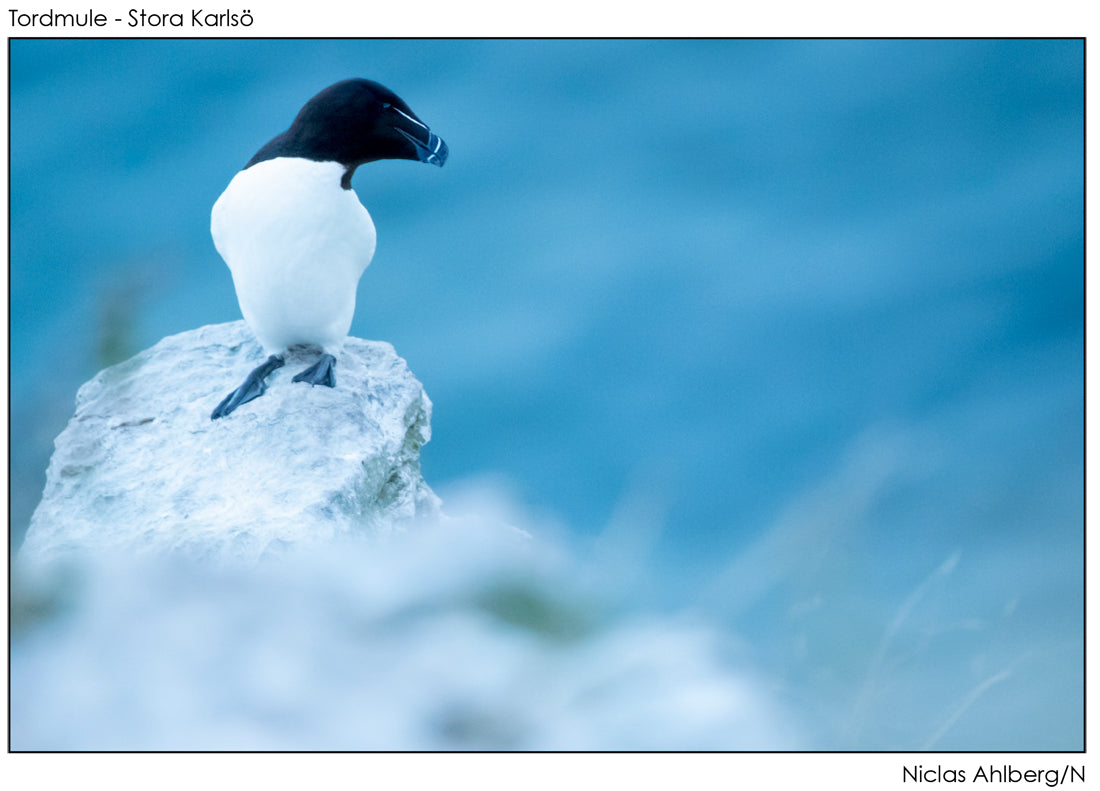 Razorbill in the blue hour