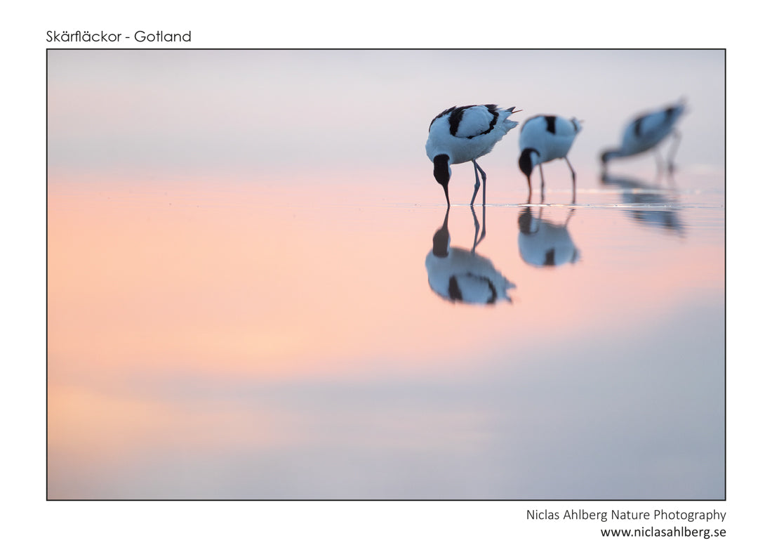 Triple of avocets