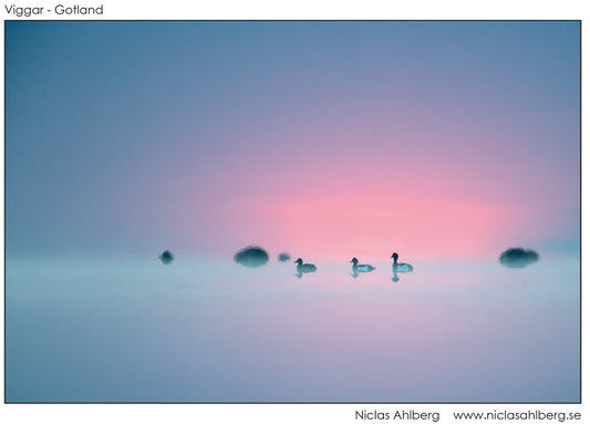 Tufted ducks at dawn